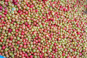 Jus de pomme de Normandie - productions